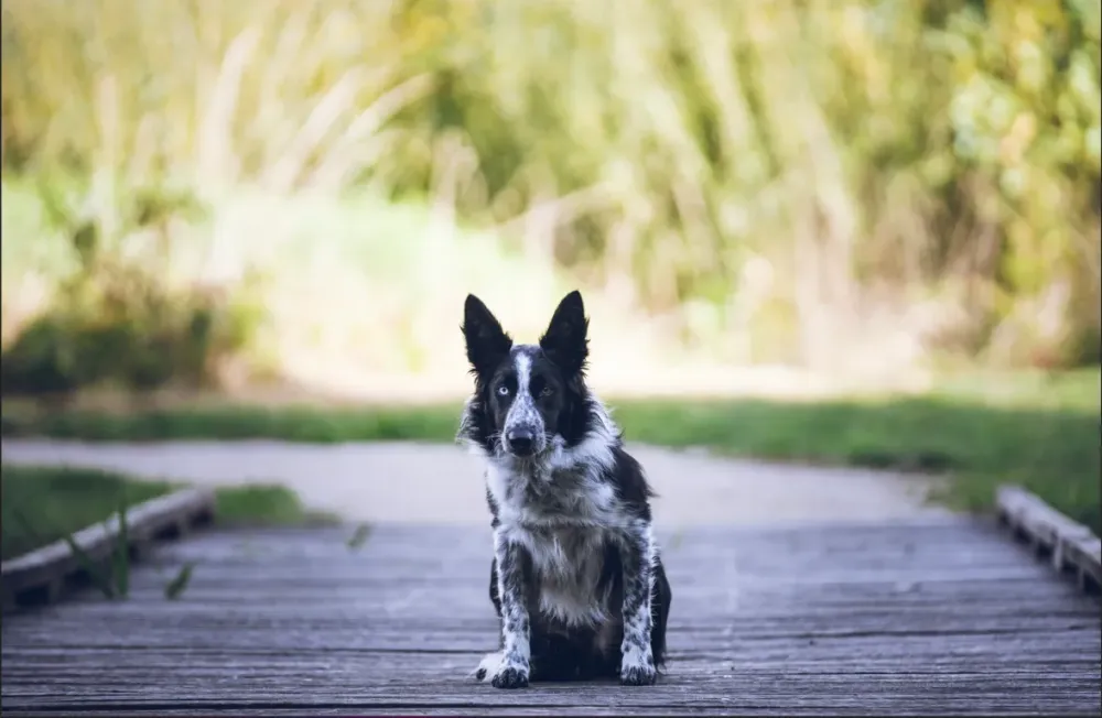 chien-pension-canine