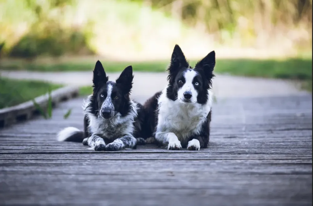 chiens-pension-canine