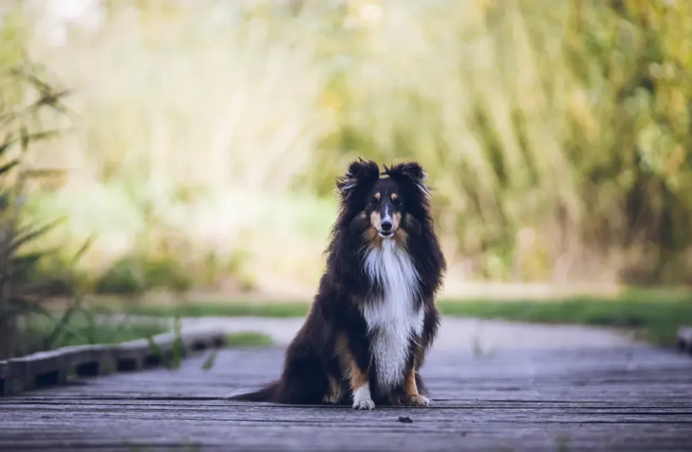 pension-canine-securisee